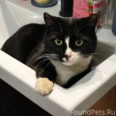 НАЙДЕНА КОШКА ❗️🐈‍⬛ По адресу ...