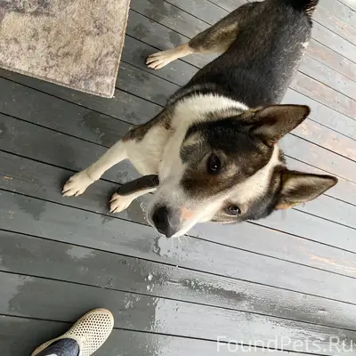 Найдена собака в д. Селятино С...