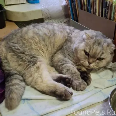 ВНИМАНИЕ! РОЗЫСК! НАЙДЕНА КОШК...