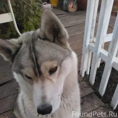 Потерялась собака, породы хаск...