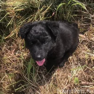 Потерялся полугодовалый красив...