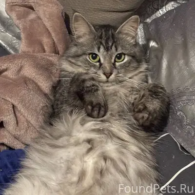 ‼️Пропал кот.С 12 октября его....