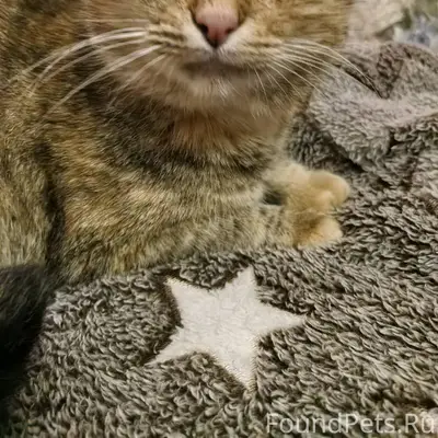 Найдена кошка, нужна помощь куратора.