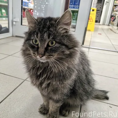 Ищем старых или новых хозяев!!...