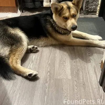 Найден пес , метис хаски 