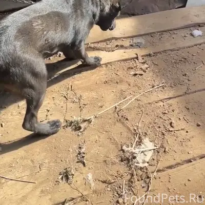 Потерялся пёс убежал во время ...