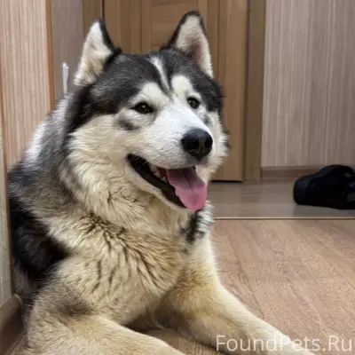 Пропал наш пёс 🐕 отзывается на...