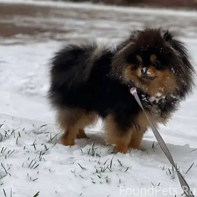 ПРОПАЛ ЩЕНОК! ВНИМАНИЕ, ПОМОГИ...