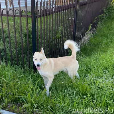 ❗️❗️❗️Пропала собака❗️❗️❗️ Бол...