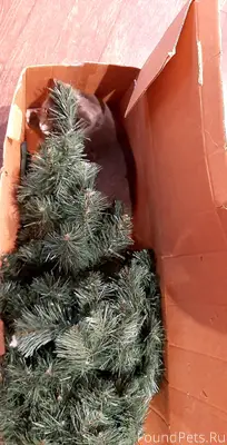 Найди кошку 😺