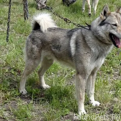 Майма‼️‼️‼️ #потерянКотопес04 ...