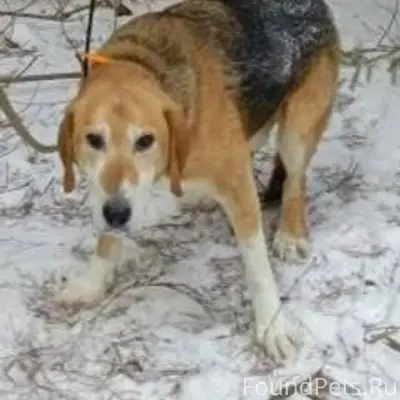 Потерялась охотничья собака в ...