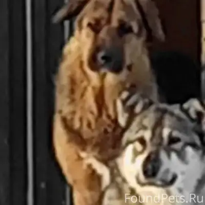 ИХ ИЩУТ *** Потерялся молодой ...