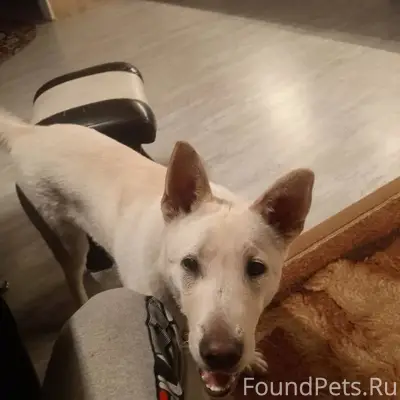 Друзья, убежала собака из дома...