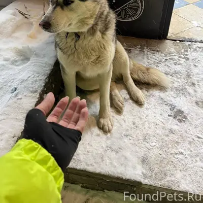 ....Друзья,очередной хаски на ...