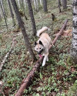 От подписчика: Потерялась соба...