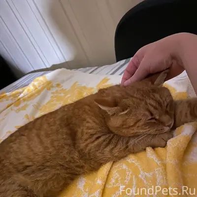 Помогите. Помогите найти кота....