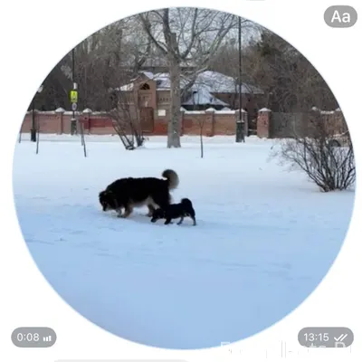 Бегает маленький песик кобель ...