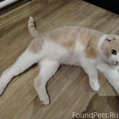 Пропал кот в районе долины, от...