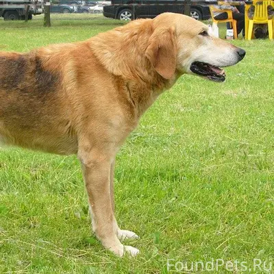Пропала охотничья собака, орие...