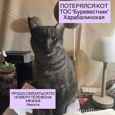 Пропал кот. Черно-серый окрас ...