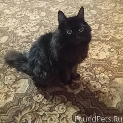 Пропал кот, Косоротова 16, мож...