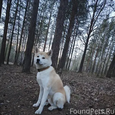 ПОТЕРЯЛСЯ АКИТА-ИНУ!!! ОТКЛИКА...
