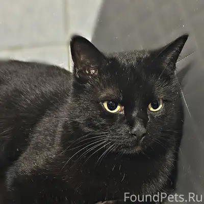Пропал кот!Окрас чёрно коричне...