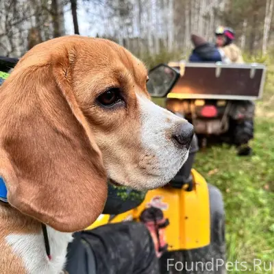 Друзья, потерялась собака! Ушл...