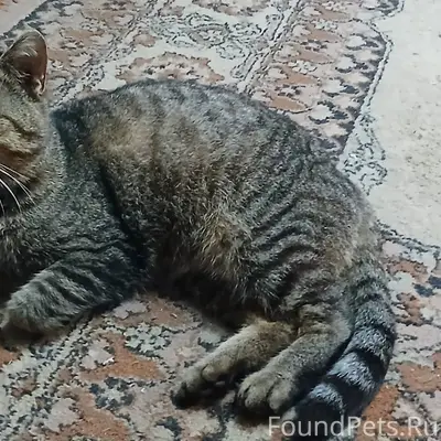 Пропал домашний кот(убежал из ...