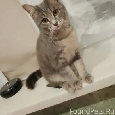 Найдена кошка в подъезде по ад...