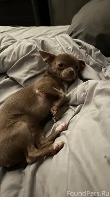 ПРОПАЛА СОБАКА! ПОМОГИТЕ НАЙТИ...