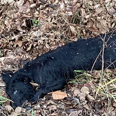 Дорогие друзья мои, уже с неде...