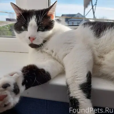 Пропал домашний кот Бася , воз...