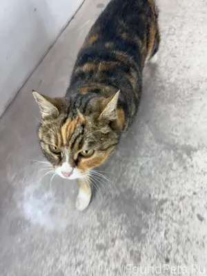 Найдена кошка с зеленым ошейни...