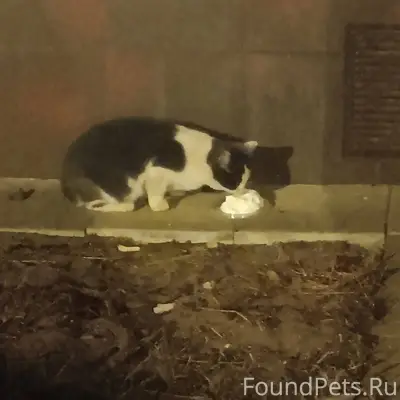 Хозяева, найдитесь‼️ Во дворе ...