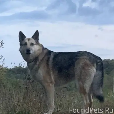 ♦️ПОМОГИТЕ НАЙТИ!!♦️ Истра️, д...