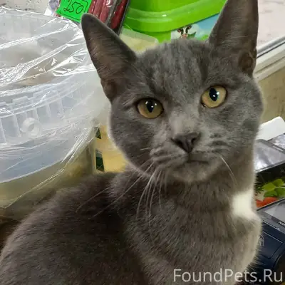 Внимание! Кот-потеряшка в опас...