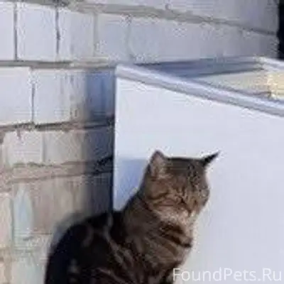 Пропала кошка. Может кто видел...