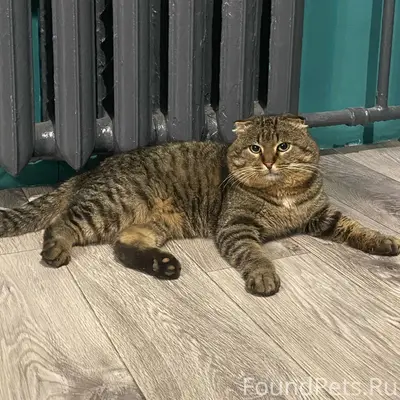 **⚠️ Найден кот! ⚠️** Друзья, ...