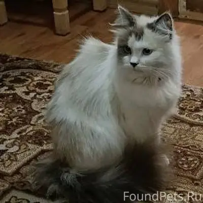 Потерялась кошечка