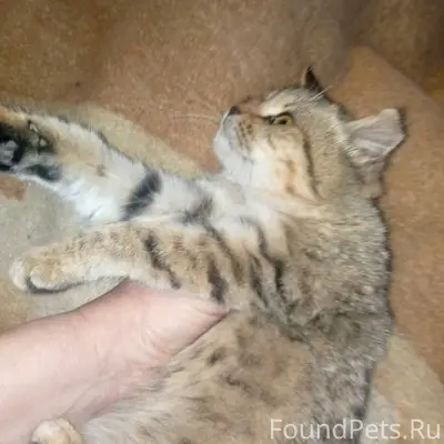 Подкинули котенка на Кирова ча...