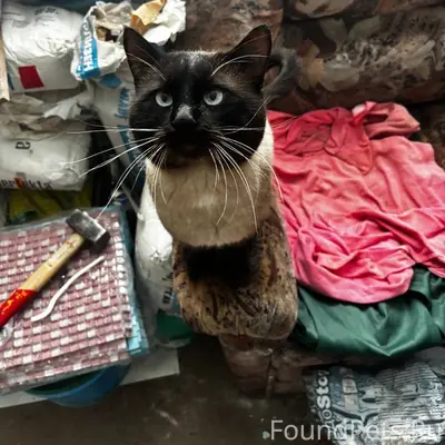 Найден кот в снт "Травень".Ище...