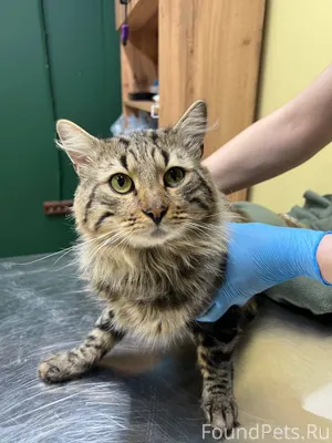 Казань!!! Найден кот в районе ...