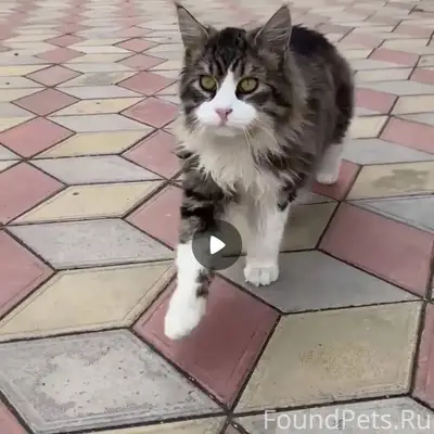 Добрый день! Потерялся котик в...