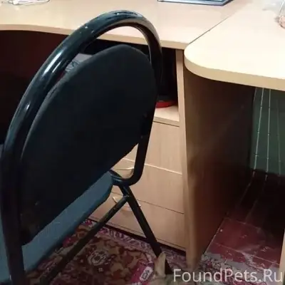 Потерялась собака! Хозяин,отзо...