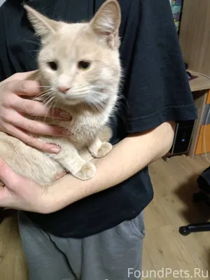 #Калуга Найден кот во дворе до...