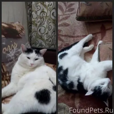 Пропал кот в районе 32 мкр...