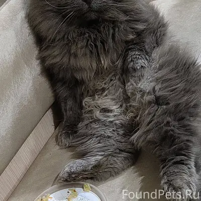 Пропал кот в районе Рассвета. ...