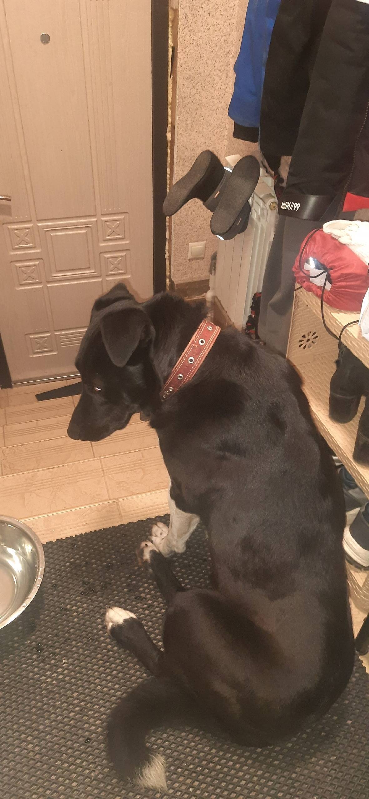 Кто потерял собаку? Девочка кр...